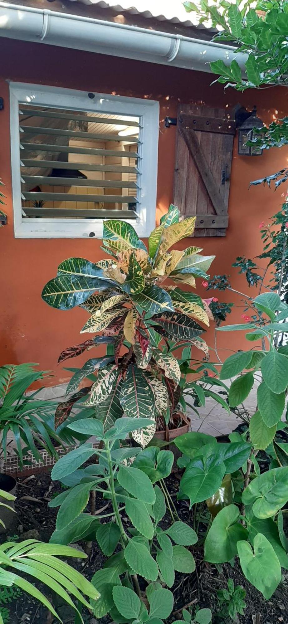 Bungalow Mangifera Proche De La Plage Le Diamant Esterno foto